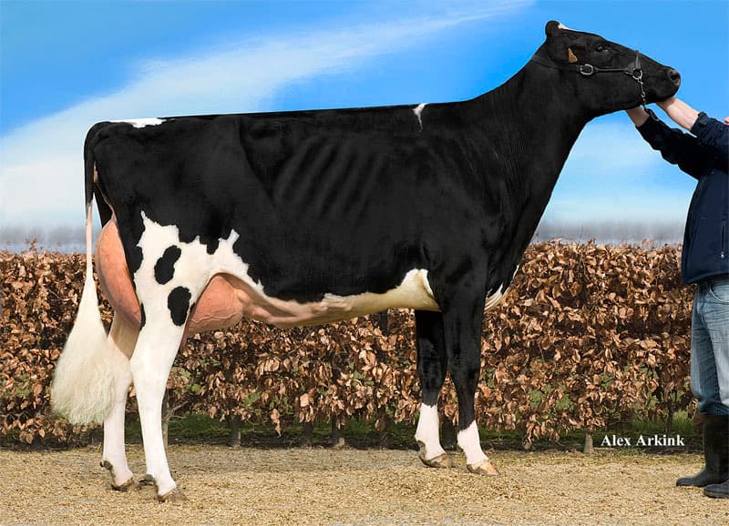 SEXED Genosource Highwayman P-ET x T.E.S. Estella